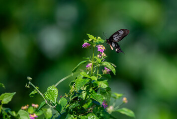 Red butterfly Hedge with flowers. Common Rose butterfly.​