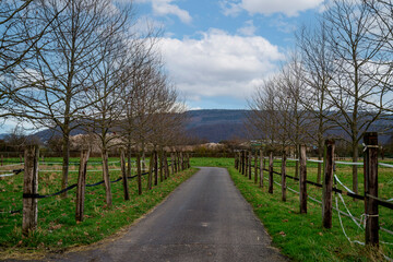 asphalted side road with paddocks on the right and left and small trees