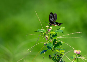 Red butterfly Hedge with flowers. Common Rose butterfly.​