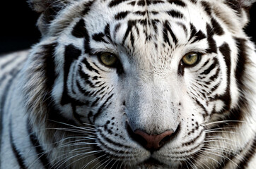 Intense gaze of white tiger, serious look. Close-up of white wild tiger face, highlighting its piercing green eyes, endangered species. Nature animal wildlife concept. Copy ad text space. Generate Ai