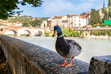 Duck on the embankment of the Adige River in Verona, with the historic Stone Bridge (Ponte Pietra) in the background, Italy
