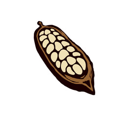 Cocoa Fruits. Vector drawing