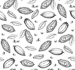 Cocoa Fruits. Vector drawing