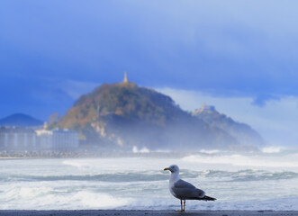 Seagull. Seagull on Zurriola beach, city of Donostia San Sebastian, Basque Country.