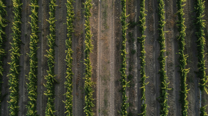 Two rows of vines meet in the middle of the frame creating a natural pathway for workers to navigate the carefully tended field.