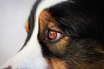 Australian Shepherd eyes