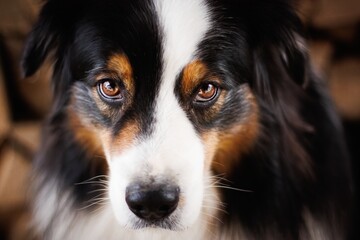 Australian Shepherd eyes
