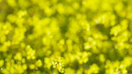 blur background of flowers with beautiful yellow bokeh in spring. Nature background out of focus for copy space