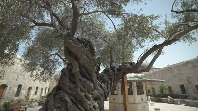 Olive tree in the garden of Sokullu Mehmed Pasha Social Complex in Hatay. It is registered as a monumental tree. The camera revolves around him.