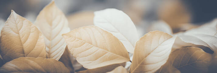 Pale gold autumn leaves on soft focus background banner. Panoramic web header. Wide screen wallpaper