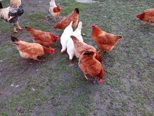 Many chickens graze on grass. Poultry and agriculture topics. Chickens peck at grain spilled on the ground.