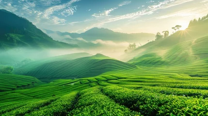 Muurstickers Serene green tea fields at sunrise, misty mountains in the background, essence of nature and freshness © AI Farm