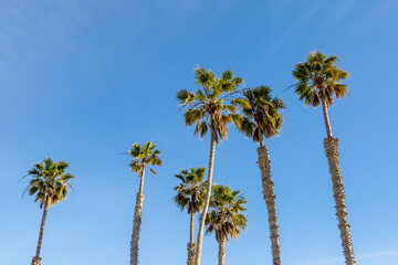 A low angle view of palm trees against a blue sky - 748215330