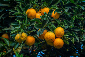 An orange tree in California with ripe fruit ready to pick - 748215922