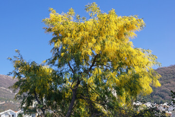 Acacia dealbata tree with bright yellow flowers on sunny spring day. Beautiful Mediterranean landscape. Montenegro