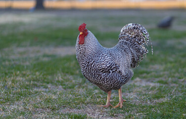 Free ranging chicken rooster on a green field