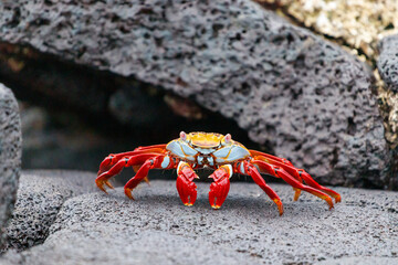 Sally Lightfoot Crab on a lava rock, Galapagos
