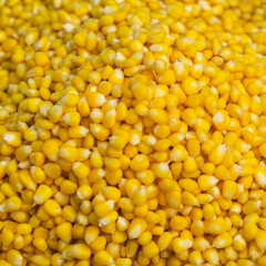 Corn seeds for background uses. Agriculture, product and harvest concept