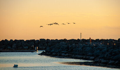 Obraz premium Canadian geese flying over a pier at sunrise
