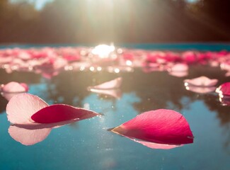 Rose petals floating on the water closeup background