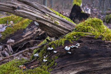 Obraz premium Waldstimmung, morbides Holz mit sattem Moos