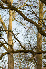 Tree trunks and branches without foliage in a forest, trees with blue sky in the background