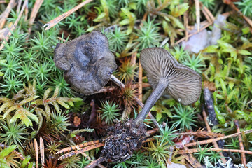 Rhodocybe caelata, also called Clitopilus caelatus, a pinkgill mushroom from Finland, no common English name