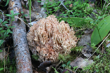 Pink-tipped coral mushroom, Ramaria botrytis, also known as the clustered coral or the cauliflower coral, wild mushroom from Finland