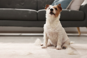 Cute dog sitting on carpet with pet hair at home. Space for text
