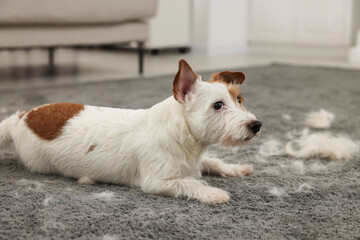 Cute dog lying on carpet with pet hair at home