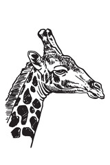 Naklejka premium Portrait of giraffe on white background,vector illustration. African animal 