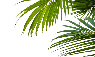 Obraz premium Green leaves of palm tree isolated on white background. Tropical evergreen plants, palm branches, png file