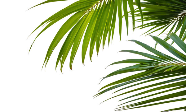 Green leaves of palm tree isolated on white background. Tropical evergreen plants, palm branches, png file