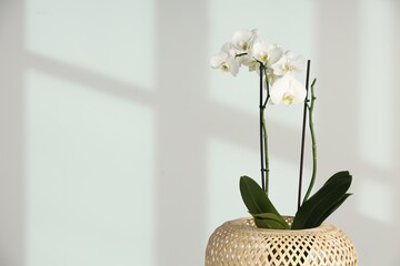Blooming orchid flower in pot against white wall, space for text