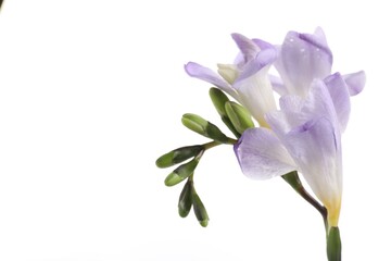 Beautiful violet freesia flower on white background