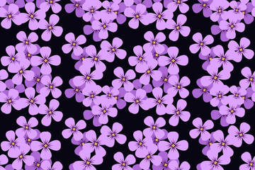 Aubrieta Floral Seamless Pattern.  Design for Background or Wallpaper 