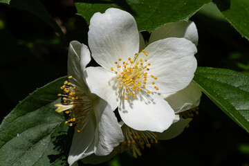 Close up der Blüte eines Jasminstrauches