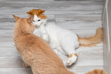 the cat is angry and preparing to attack.