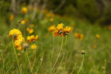Delicate flowers of Greenthread in Texas spring season landscape. - 748229766