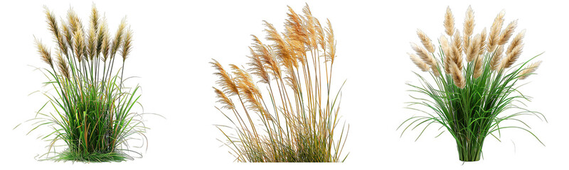 Set of grass with spikes isolated on transparent background generative 