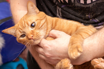 A cat in a man's arms closeup