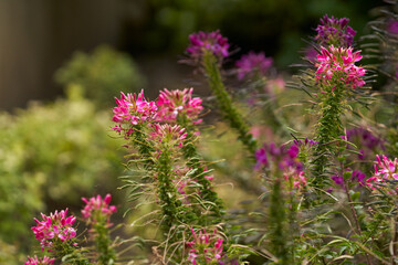 Obraz premium Fragment of flowerbed with flowering cleome (spider flower) close-up on green blurred background.