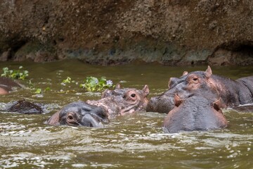 hippopotamus in water