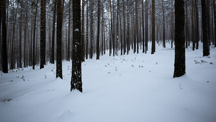 Pine forest in the snow. Media. Winter forest with snow covered trees and slowly falling snowflakes.