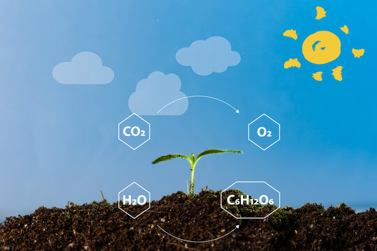 A graphic illustrates the process of photosynthesis by demonstrating the transformation of carbon dioxide and water into oxygen and glucose.