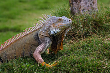 iguana crawling on the grass