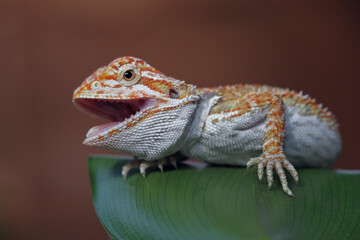 baby bearded dragon sitting on leaves