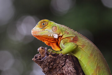 baby red iguana sitting on branch
