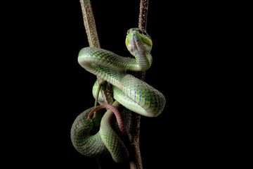 baby green viper snake isolated on white, trimeresurus albolabris