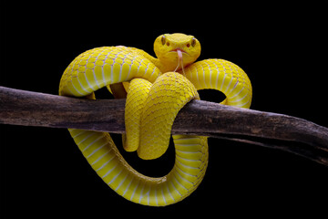 Yellow White-lipped Pit Viper (Trimeresurus insularis)